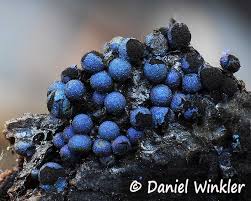 Attēlu rezultāti vaicājumam “Lamproderma sp.”