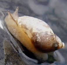 Attēlu rezultāti vaicājumam “Succinea”