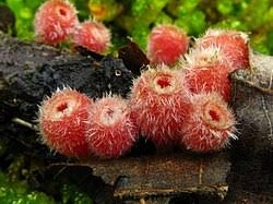 Attēlu rezultāti vaicājumam “Microstoma protracta”