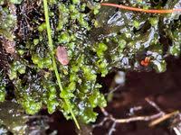 Attēlu rezultāti vaicājumam “Scapania undulata”