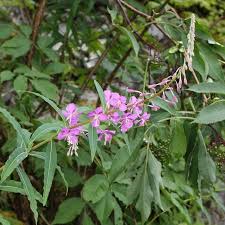 Attēlu rezultāti vaicājumam “Epilobium angustifolium”