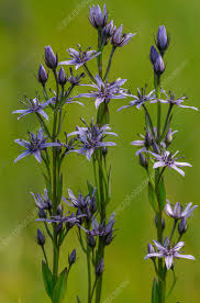 Attēlu rezultāti vaicājumam “Swertia perennis leaf”