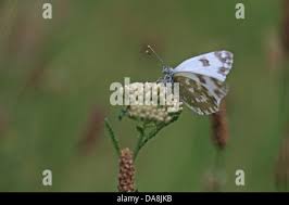 Attēlu rezultāti vaicājumam “Pontia edusa upperside”