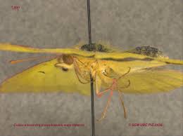 Attēlu rezultāti vaicājumam “Colias palaeno male”