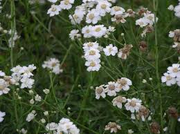 Image result for Achillea Ptarmica