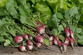 Image result for Raphanus sativus ssp. Oleiformes