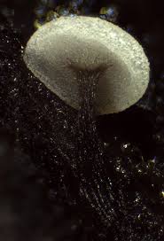 Attēlu rezultāti vaicājumam “Didymium clavus”