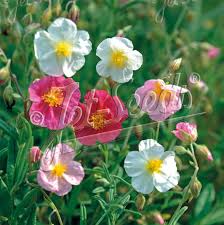 Attēlu rezultāti vaicājumam “Helianthemum nummularium fruit”