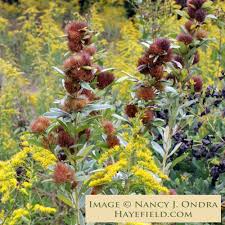 Attēlu rezultāti vaicājumam “Lophozia capitata”