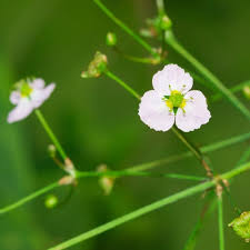 Attēlu rezultāti vaicājumam “Alisma plantago-aquatica flower”
