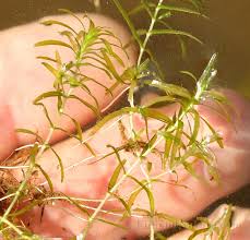 Attēlu rezultāti vaicājumam “Callitriche hermaphroditica”