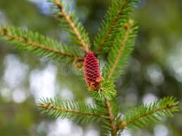 Attēlu rezultāti vaicājumam “Picea abies fruit”