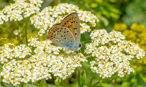 Attēlu rezultāti vaicājumam “Lycaena alciphron underside”