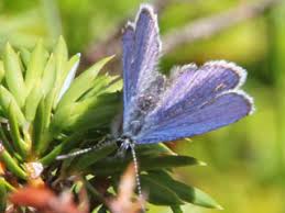 Attēlu rezultāti vaicājumam “Vacciniina optilete”