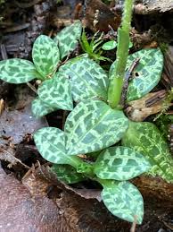 Attēlu rezultāti vaicājumam “Goodyera repens fruit”