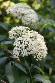 Attēlu rezultāti vaicājumam “Sambucus nigra flower”