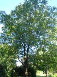 Attēlu rezultāti vaicājumam “Juglans nigra”