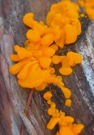 Attēlu rezultāti vaicājumam “Dacrymyces chrysospermus spores”