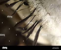 Attēlu rezultāti vaicājumam “Stemonitidaceae”