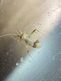 Attēlu rezultāti vaicājumam “Phytocoris sp.”