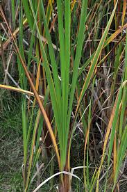 Attēlu rezultāti vaicājumam “Typhaceae”