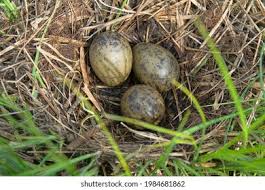 Attēlu rezultāti vaicājumam “Gallinago gallinago eggs”