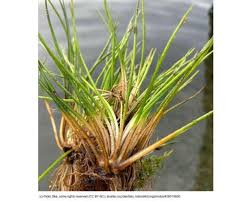 Attēlu rezultāti vaicājumam “Isoetaceae”