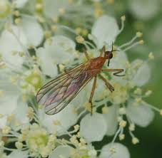 Attēlu rezultāti vaicājumam “Empididae”