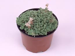 Attēlu rezultāti vaicājumam “Sedum hispanicum”