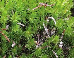 Attēlu rezultāti vaicājumam “Dicranum spurium”