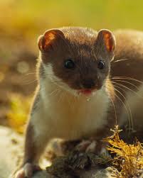 Attēlu rezultāti vaicājumam “Mustela nivalis”