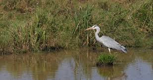 Attēlu rezultāti vaicājumam “Ardea cinerea adult”