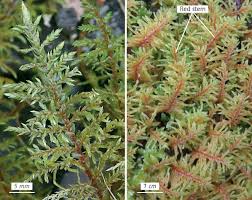 Attēlu rezultāti vaicājumam “Hylocomium splendens sporophyte”