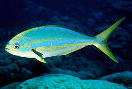 Image result for Kyphosus