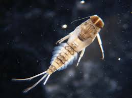 Attēlu rezultāti vaicājumam “Ephemeroptera larvae”