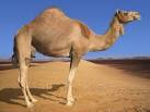 DROMADAIRE