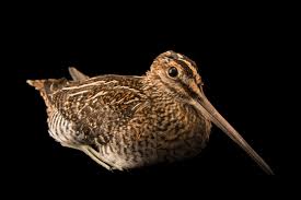 Image result for Gallinago delicata