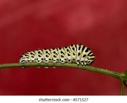 Attēlu rezultāti vaicājumam “Papilio machaon larva”