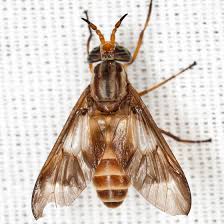 Attēlu rezultāti vaicājumam “Chrysops”