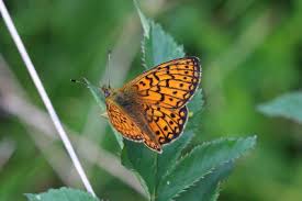 Attēlu rezultāti vaicājumam “Boloria eunomia underside”