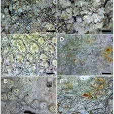 Attēlu rezultāti vaicājumam “Pertusaria leioplaca”