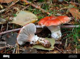 Attēlu rezultāti vaicājumam “Gomphidius roseus”