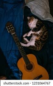 Image result for Cat sleeping in guitar