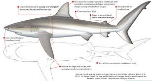 Image result for Carcharhinus obscurus