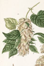 Attēlu rezultāti vaicājumam “Humulus lupulus”