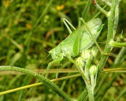 Attēlu rezultāti vaicājumam “Tettigonia cantans”