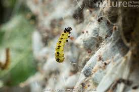 Attēlu rezultāti vaicājumam “Yponomeuta evonymella larva”