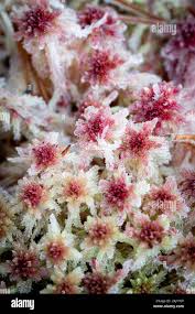 Attēlu rezultāti vaicājumam “Sphagnum capillifolium”