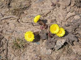 Attēlu rezultāti vaicājumam “Tussilago farfara fruit”