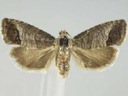 Attēlu rezultāti vaicājumam “Cydia pomonella”